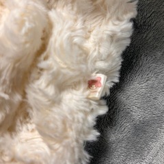 マイメロちゃん♡ホワイト上着の画像