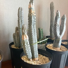 サボテン　ユーフォルビアアブデルクリ　7点　　　の画像