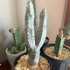 サボテン　ユーフォルビアアブデルクリ　7点　　　の画像