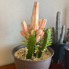 サボテン　ユーフォルビアアブデルクリ　7点　　　の画像