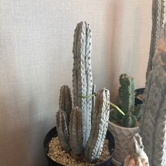 サボテン　ユーフォルビアアブデルクリ　7点　　　の画像
