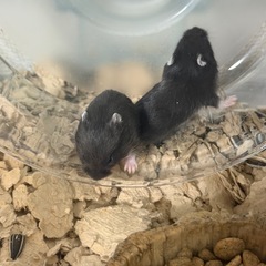 ハムスターベビー 一時募集停止中
の画像