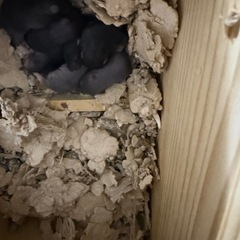 ハムスターベビー 一時募集停止中
の画像