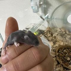 ハムスターベビー 一時募集停止中
の画像