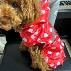 スヌーピー犬用レインコートの画像