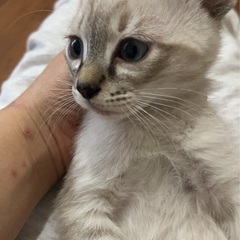 至急引き取り希望です