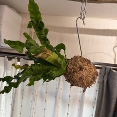 アスプレニウム　観葉植物
の画像