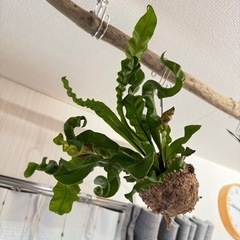 アスプレニウム　観葉植物
の画像