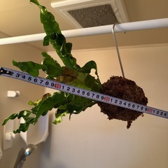 アスプレニウム　観葉植物
の画像