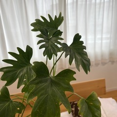 クッカバラ(観葉植物)の画像