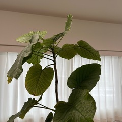 フィッカスウンベラータの画像