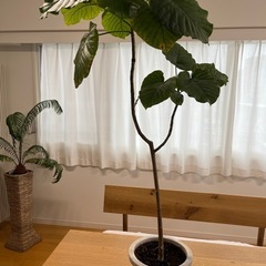 フィッカスウンベラータの画像