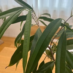 ショウナンゴムの画像