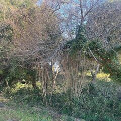 草刈り・伐採ご相談ください  