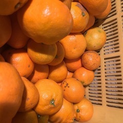 33.有田みかん5kg〜の画像