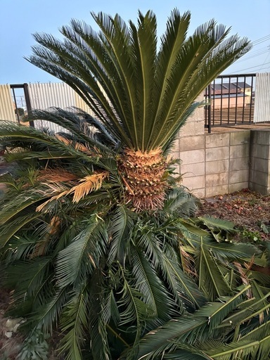 ソテツ② 注文 ソテツ 巨大 巨大ソテツ