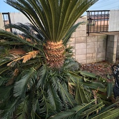 ソテツ　巨大の画像