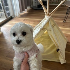 犬用テントの画像