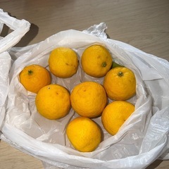 柚子・カボスの画像