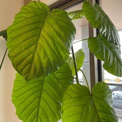 観葉植物　ウンベラータ　4年物の画像