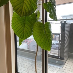 観葉植物　ウンベラータ　4年物の画像