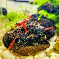 レッドチェリーシュリンプ🦐10匹の画像