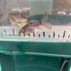 金魚　寿恵廣錦　5匹セット　　の画像