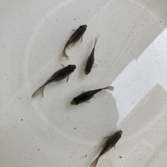 金魚　寿恵廣錦　5匹セット　　の画像