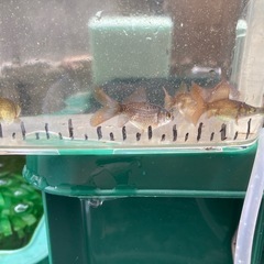 金魚　寿恵廣錦　5匹セット　　の画像