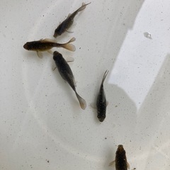 金魚　寿恵廣錦　5匹セット　　の画像