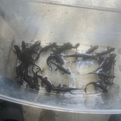 全国輸送可能CB個体シリケンイモリ通常個体30匹即決20000円の画像