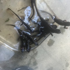 全国輸送可能CB個体シリケンイモリ通常個体30匹即決20000円の画像