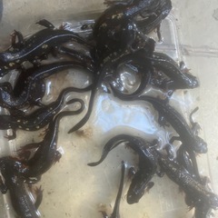 全国輸送可能CB個体シリケンイモリ通常個体30匹即決20000円の画像