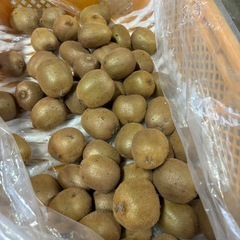 グリーン　キウイ　大中サイズ　の画像