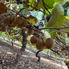 グリーン　キウイ　小玉サイズの画像