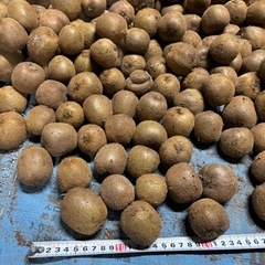 グリーン　キウイ　小玉サイズの画像