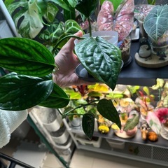 レア　ジェイドシャトルコック　モンステラの画像