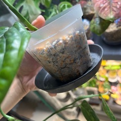 レア　ジェイドシャトルコック　モンステラの画像