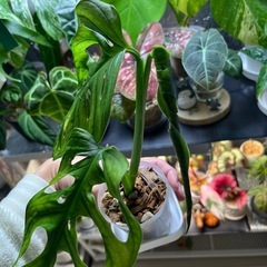 マドカズラ　　観葉植物の画像