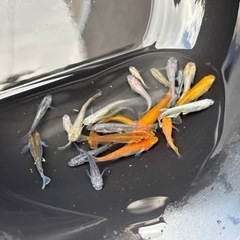 メダカいろいろ1匹あたりの画像