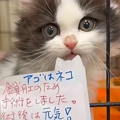 鎖肛の為➡︎手術をしました。里親募集　本文をよくご覧くださいませ～