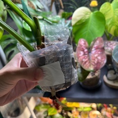 マドカズラ　観葉植物　②の画像