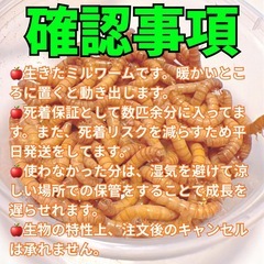 ミルワーム30匹③の画像