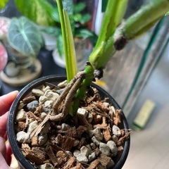 マドカズラ　観葉植物　③の画像