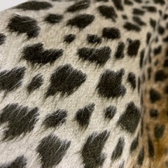 スカートの画像