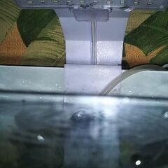 ★水槽まるごと　Mixシュリンプ★の画像