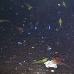 ★水槽まるごと　Mixシュリンプ★の画像