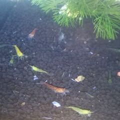 ★水槽まるごと　Mixシュリンプ★の画像