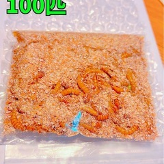 【ミルワーム100匹】①の画像
