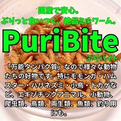 【ミルワームお試し用10匹】④の画像